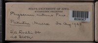 Physarum nutans image